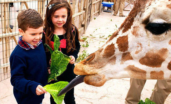 Kids feeding giraffe